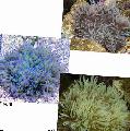 ενυδρείο θαλάσσια ασπόνδυλα Χάντρες Ανεμώνη Θάλασσα (Ordinari Ανεμώνη) ανεμώνες, Heteractis crispa, διαφανής φωτογραφία, φροντίδα και περιγραφή, χαρακτηριστικά και φυτοκομεία