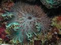 Acuario Mar Invertebrados Mar De Perlas (Aurora) Anémona, Heteractis aurora, rayas Foto, cuidado y descripción, características y cultivación