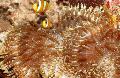 Аквариум Морские Беспозвоночные Конская песчаная актиния актинии, Heteractis aurora, коричневый Фото, уход и описание, характеристика и выращивание