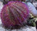 Aquarium Sea Invertebrates Bicoloured Sea Urchin (Red Sea Urchin), Salmacis bicolor, purple Photo, care and description, characteristics and growing