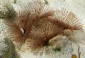 Aquarium Sea Invertebrates Bispira Sp. fan worms, light blue Photo, care and description, characteristics and growing