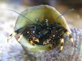 homáre Čierna Pustovnícky Krab (Žltá-Nohy Pustovnícky Krab)  fotografie, vlastnosti a starostlivosť