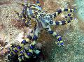 Aquarium Sea Invertebrates Blue Ringed Octopus clams, Hapalochlaena lunulata, brown Photo, care and description, characteristics and growing