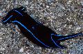 海蛞蝓 蓝色天鹅绒裸鳃亚目  照, 特点 和 关怀