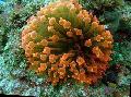 Aquarium Meer Wirbellosen Bubble-Spitze-Anemone (Anemone Mais), Entacmaea quadricolor, gelb Foto, kümmern und Beschreibung, Merkmale und wächst