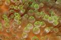 Akvārijs Jūras Bezmugurkaulnieki Burbulis Tip Anemone (Kukurūzas Anemone), Entacmaea quadricolor, pelēks Foto, ka un apraksts, raksturlielumi un augošs