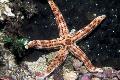 Burgunder Sea Star omsorg og kjennetegn