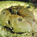Akvarium Sjø Virvelløse Dyr Calappa krabber, stripete Bilde, omsorg og beskrivelse, kjennetegn og voksende