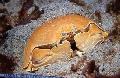 Akvarium Havsdjur Calappa krabbor, röd Fil, vård och beskrivning, egenskaper och odling