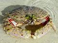 Aquarium Sea Invertebrates Calappa crabs, white Photo, care and description, characteristics and growing