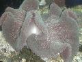 Akvariumas Jūra Bestuburiai Kilimų Anemone plukių, Stichodactyla haddoni, dryžuotas Nuotrauka, kad ir aprašymas, charakteristikos ir augantis