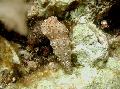kagyló Cerith Csiga  fénykép, jellemzők és gondoskodás