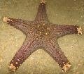 Akvaryum Deniz Omurgasızları Choc Çip (Düğme) Deniz Yıldızı, Pentaceraster sp., açık mavi fotoğraf, bakım ve tanım, özellikleri ve büyüyen