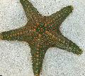 Choc Chip (Knoflík) Sea Star péče a charakteristiky