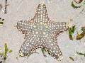 Akvaryum Deniz Omurgasızları Choc Çip (Düğme) Deniz Yıldızı, Pentaceraster sp., çizgili fotoğraf, bakım ve tanım, özellikleri ve büyüyen