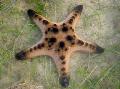 sjó stjörnur Súkkulaði Flís Sea Star (Horned Sea Star)  mynd, einkenni og umönnun