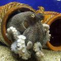 Akwarium Morskie Bezkręgowce Ośmiornice Wspólne małże, Octopus vulgaris, jasny niebieski zdjęcie, odejście i opis, charakterystyka i hodowla
