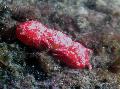 Akvaryum Deniz Omurgasızları Mercan Yengeç yengeçler, Trapezia sp., kırmızı fotoğraf, bakım ve tanım, özellikleri ve büyüyen