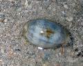 Aquarium Sea Invertebrates Cowrie clams, Cypraea sp., striped Photo, care and description, characteristics and growing