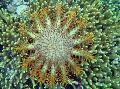 morske zvezde Trnovo Krono  fotografija, značilnosti in nega