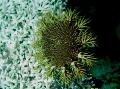 Aquário Invertebrados Marinhos Coroa De Espinhos, Acanthaster planci, cinza foto, cuidado e descrição, características e crescente