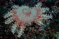 Aquário Invertebrados Marinhos Coroa De Espinhos, Acanthaster planci, visto foto, cuidado e descrição, características e crescente