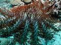 Aquário Invertebrados Marinhos Coroa De Espinhos, Acanthaster planci, luz azul foto, cuidado e descrição, características e crescente