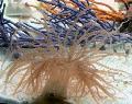 Akvaarium Mere Selgrootud Lokkis Kii Ülane anemones, Bartholomea annulata, helesinine Foto, hoolitsemine ja kirjeldus, omadused ja kasvav