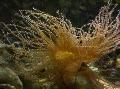 Akvarij Morski Nevretenčarji Curly-Cue Anemone vetrnic, Bartholomea annulata, rumena fotografija, nega in opis, značilnosti in rast