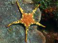 Акваријум Море Бескичмењаци Double Sea Star, Platted Starfish морска звезда, Iconaster longimanus, зелена фотографија, брига и опис, карактеристике и растуће
