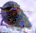 homari Pitic Picior Albastru Pustnic Crab  fotografie, caracteristici și îngrijire