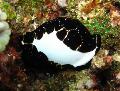 Acuario Mar Invertebrados Cauri Huevo almejas, Ovula ovum, marrón Foto, cuidado y descripción, características y cultivación