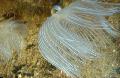 Aquarium Sea Invertebrates Feather Duster Hardtube fan worms, Protula sp., pink Photo, care and description, characteristics and growing