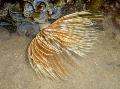გულშემატკივართა ჭიები ბუმბულის Duster ჭია (Indian Tubeworm)  სურათი, მახასიათებლები და ზრუნვა