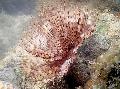 ბუმბულის Duster ჭია (Indian Tubeworm) ზრუნვა და მახასიათებლები