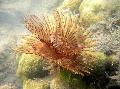Aquarium Sea Invertebrates Feather Duster Worm (Indian Tubeworm), Sabellastarte indica, red Photo, care and description, characteristics and growing