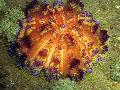 merisiilit Palo Urchin  kuva, ominaisuudet ja hoito