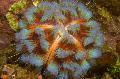 Aquarium Sea Invertebrates Fire Urchin, Asthenosoma varium, green Photo, care and description, characteristics and growing