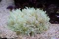 Akvarium Havet Hvirvelløse Dyr Flad Farve Anemone, Heteractis malu, pink Foto, pleje og beskrivelse, egenskaber og voksende