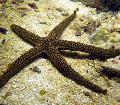 Akvaryum Deniz Omurgasızları Galatheas Deniz Yıldızı, Nardoa sp., açık mavi fotoğraf, bakım ve tanım, özellikleri ve büyüyen