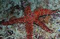 Akvaryum Deniz Omurgasızları Galatheas Deniz Yıldızı, Nardoa sp., kırmızı fotoğraf, bakım ve tanım, özellikleri ve büyüyen