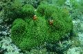 Akvaarium Mere Selgrootud Hiiglaslik Vaip Ülane anemones, Stichodactyla gigantea, hall Foto, hoolitsemine ja kirjeldus, omadused ja kasvav