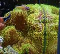 Acquario Invertebrati Marini Gigante Anemone Tappeto, Stichodactyla gigantea, giallo foto, la cura e descrizione, caratteristiche e la coltivazione