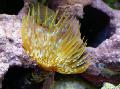 Akvarij Morski Nevretenčarji Velikan Fanworm ventilator črvi, Sabellastarte magnifica, rumena fotografija, nega in opis, značilnosti in rast