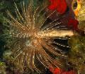 Akvarij Morski Nevretenčarji Velikan Fanworm ventilator črvi, Sabellastarte magnifica, svetlo modra fotografija, nega in opis, značilnosti in rast