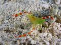 Koral Złoty Krewetki odejście i charakterystyka