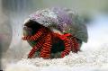 јастога Halloween Hermit Crab  фотографија, карактеристике и брига