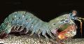 Arlekiin Mantis Shrimp (Paabulind Mantis Shrimp) hoolitsemine ja omadused