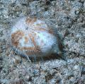 Heart Sea Urchin брига и карактеристике