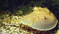 ενυδρείο θαλάσσια ασπόνδυλα Πέταλο Καβούρια καβούρια, Carcinoscorpio spp., Limulus polyphenols, Tachypleus spp., κίτρινος φωτογραφία, φροντίδα και περιγραφή, χαρακτηριστικά και φυτοκομεία